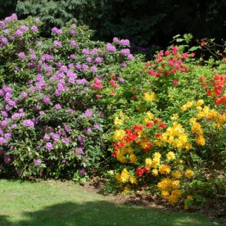 Picture for category Bushes & Shrubs by Flower Color