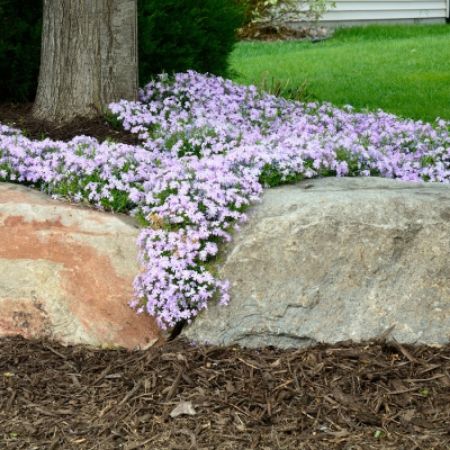 Picture for category Perennials by Bloom Time