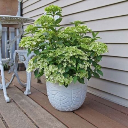 Picture for category Cascade Hydrangeas