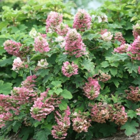 Picture for category Oakleaf Hydrangeas