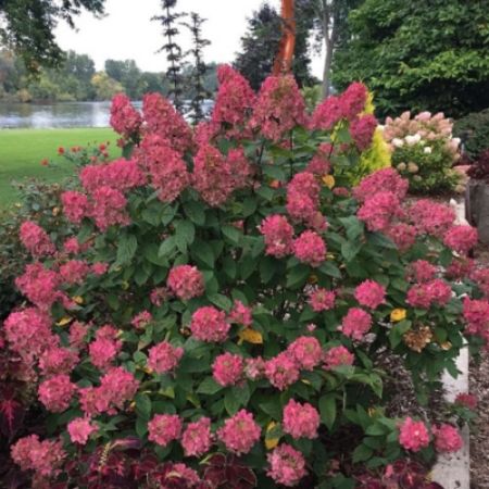 Picture for category Panicle Hydrangeas