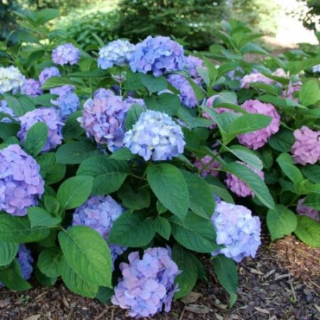 Picture for category Reblooming Hydrangeas