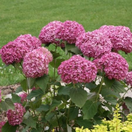 Picture for category Smooth Hydrangeas