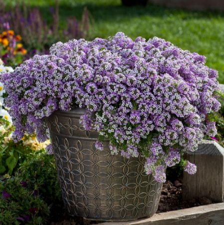 Picture for category Semi-Trailing Annuals