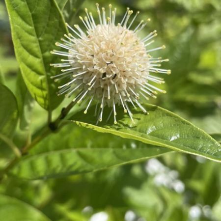 Picture for category Rainy Day Shrubs