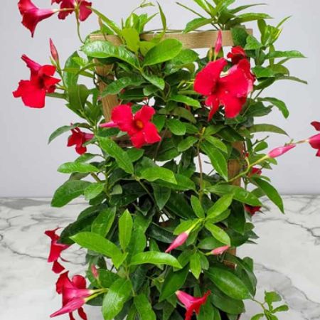 Picture for category Plants with Vining Habit