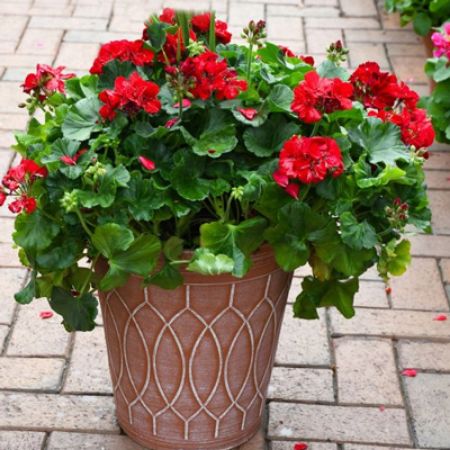 Picture for category Bold Balcony Blooms