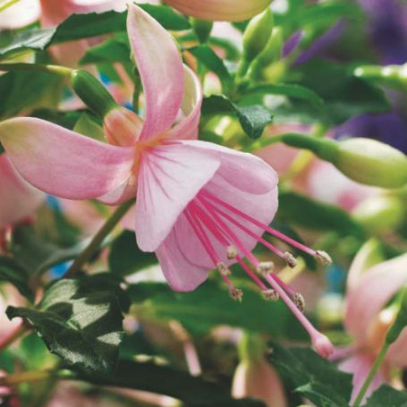 Picture of Standup Pink Fuchsia Plant