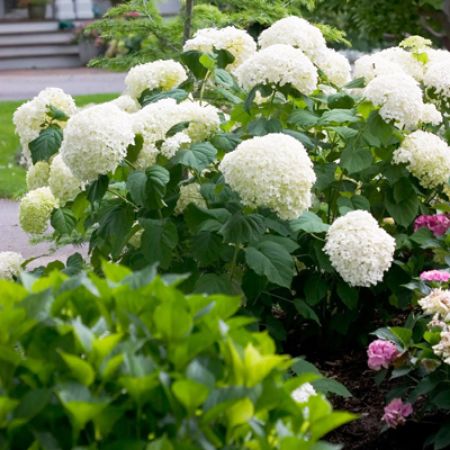 Picture for category Proven Winners Shrubs