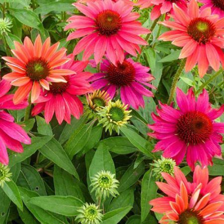 Picture for category Proven Winners Perennials