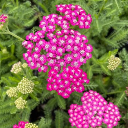 Picture for category Achillea (Yarrow)