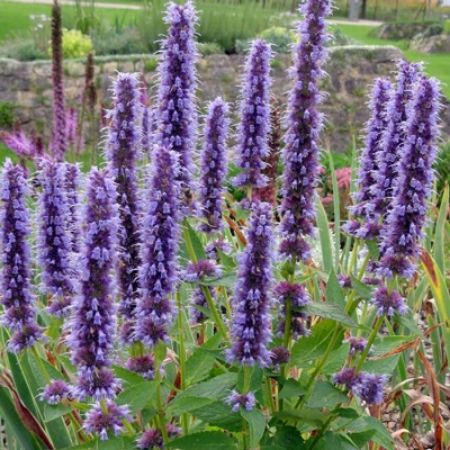 Picture for category Agastache (Hummingbird Mint)