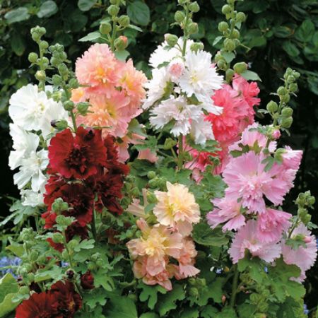 Picture for category Alcea (Hollyhock)