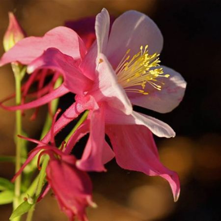 Picture for category Aquilegia (Columbine)