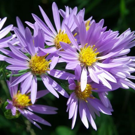 Picture for category Asters