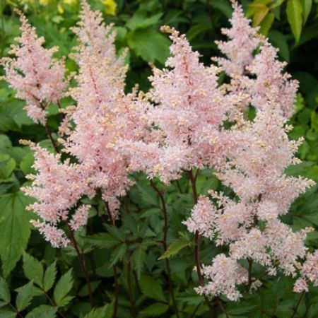 Picture for category Astilbe (False Spirea)