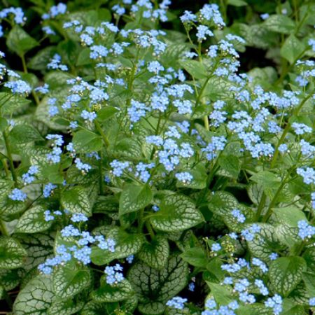 Picture for category Brunnera (Siberian Bugloss)