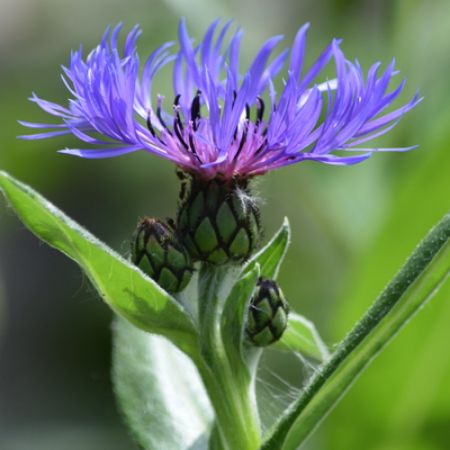 Picture for category Centaurea (Cornflower)