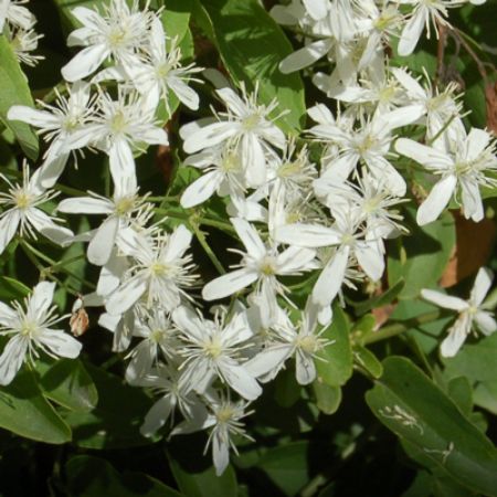 Picture for category Clematis