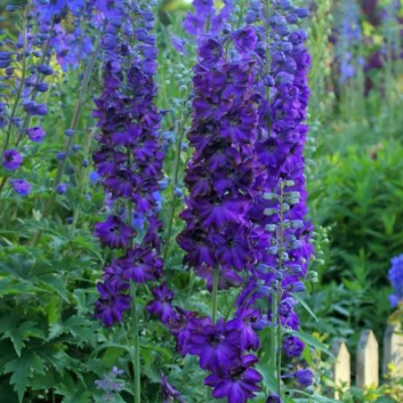 Picture for category Delphinium (Larkspur)