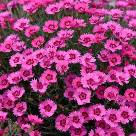 Picture for category Dianthus (Pinks)