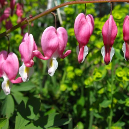 Picture for category Dicentra (Bleeding Heart)