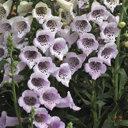 Picture for category Digitalis (Foxglove)