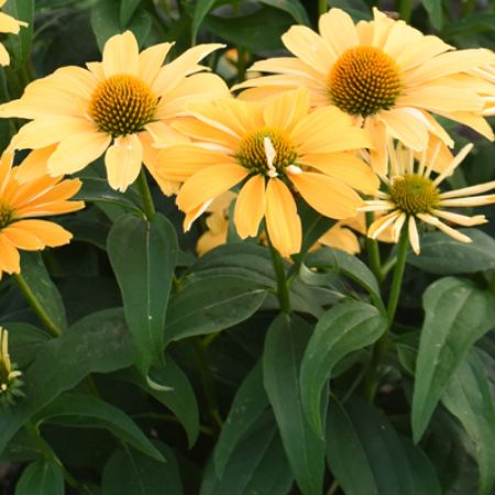 Picture for category Echinacea (Coneflower)