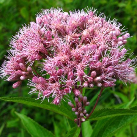 Picture for category Eupatorium (Joe-Pye Weed)