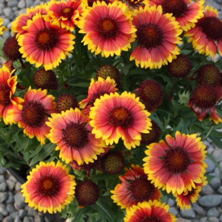 Picture for category Gaillardia (Blanket Flower)