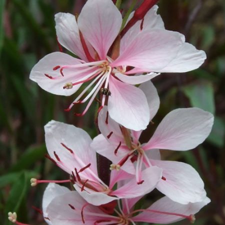 Picture for category Gaura (Beeblossom)