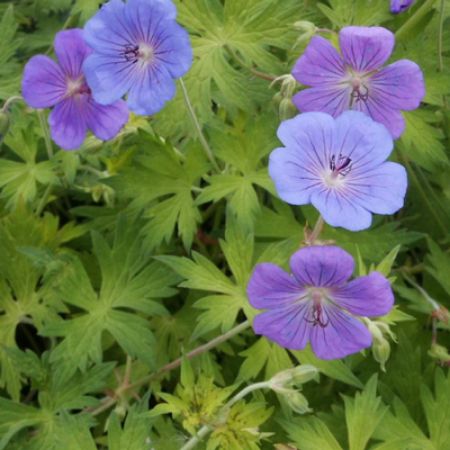 Picture for category Hardy Geranium (Cranesbill)