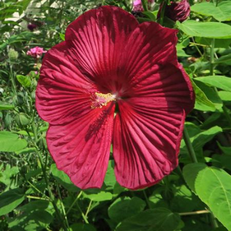 Picture for category Hardy Hibiscus (Rose Mallow)