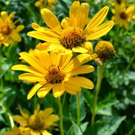 Picture for category Heliopsis (False Sunflower)