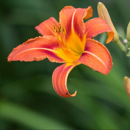 Picture for category Hemerocallis (Daylily)