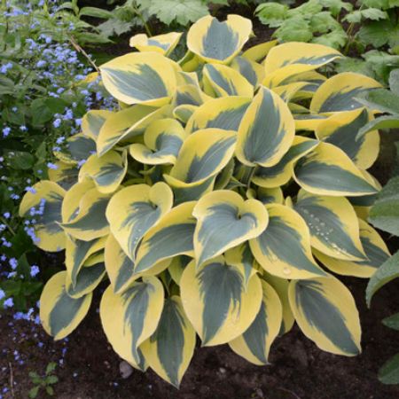 Picture for category Hosta (Plantain Lily)