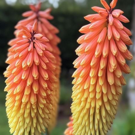 Picture for category Kniphofia (Red Hot Poker)