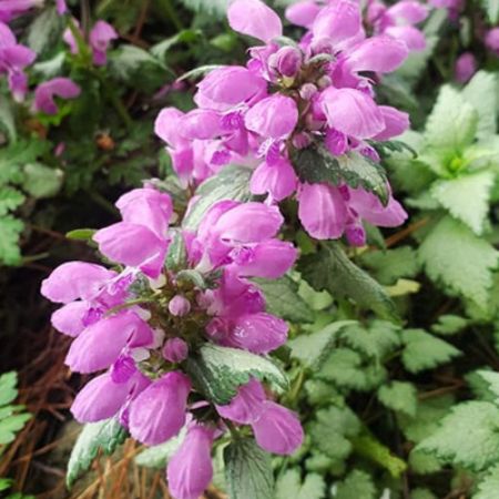 Picture for category Lamium (Dead Nettle)