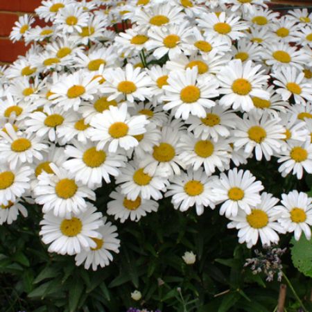 Picture for category Leucanthemum (Shasta Daisy)