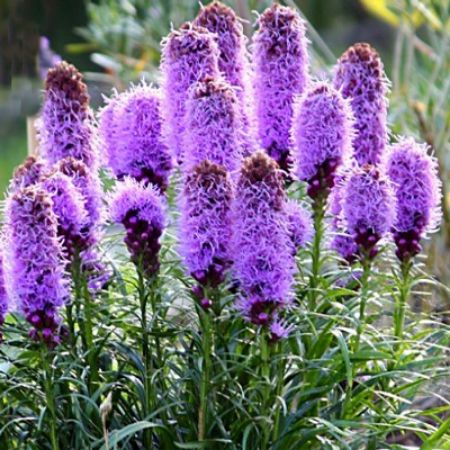 Picture for category Liatris (Blazing Star)