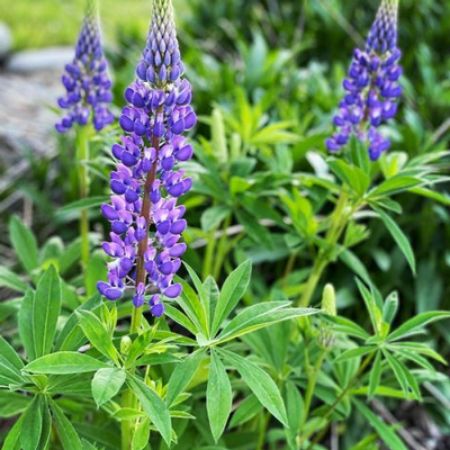 Picture for category Lupine (Lupinus)