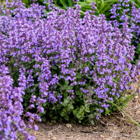 Picture for category Nepeta (Catmint)