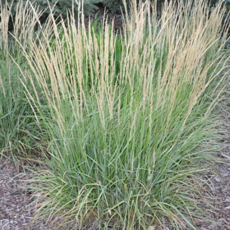 Picture for category Ornamental Grasses