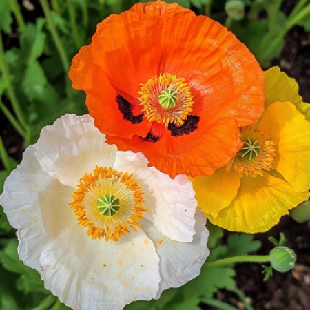 Picture for category Papaver (Iceland Poppy)