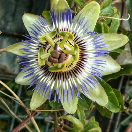 Picture for category Passiflora (Passion Flower)