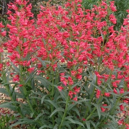 Picture for category Penstemon (Beardtongue)