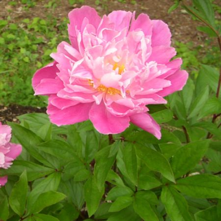 Picture for category Peony