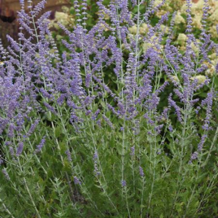 Picture for category Perovskia (Russian Sage)