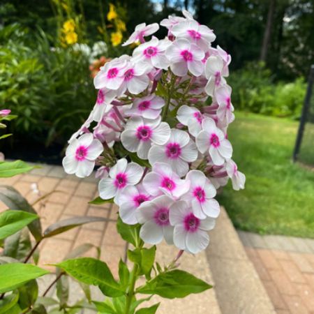 Picture for category Phlox