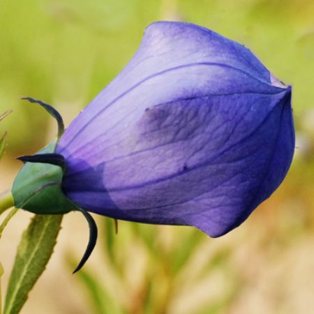 Picture for category Platycodon (Balloon Flower)